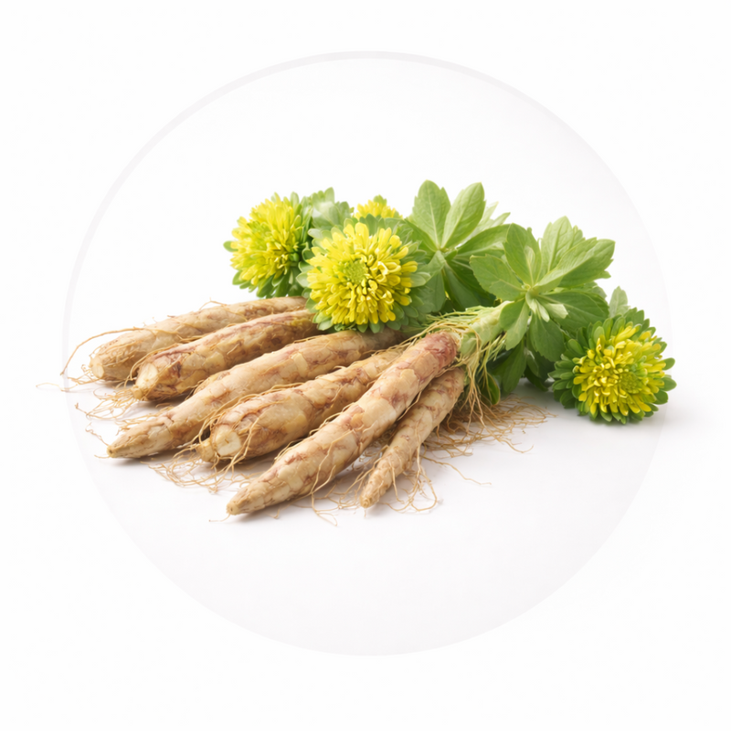 Rhodiola